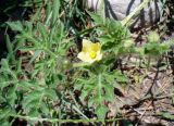 Смотреть изображение Citrullus lanatus подвид vulgaris