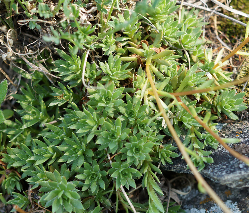 Image of Saxifraga spinulosa specimen.