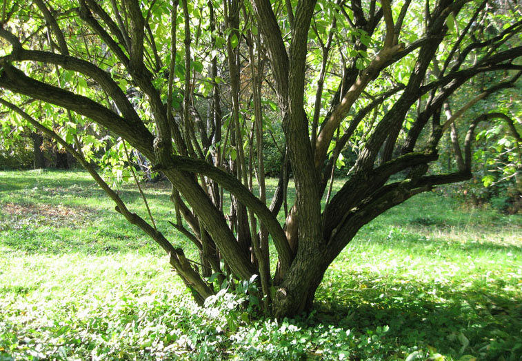 Изображение особи Sambucus nigra.