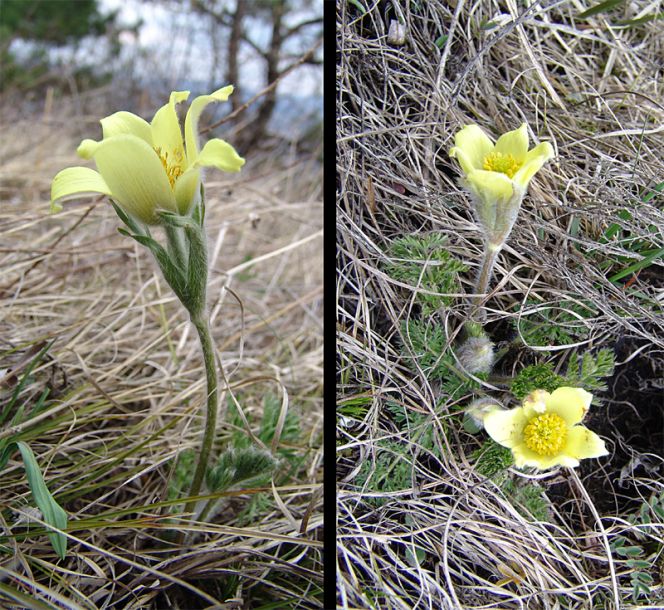 Image of Pulsatilla albana specimen.