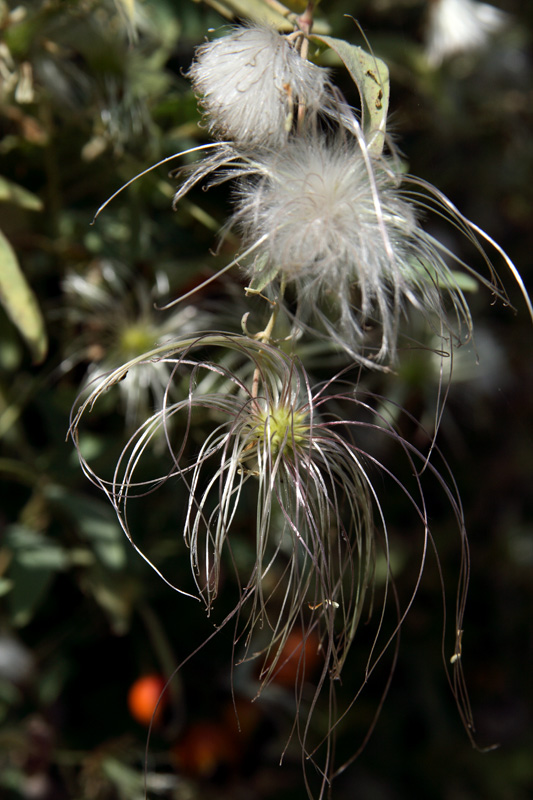 Image of Clematis orientalis specimen.