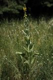 Verbascum densiflorum. Цветущее растение на остепнённом лугу. Белгородская обл., окр. пос. Борисовка, долина р. Ворскла. 29.06.2009.