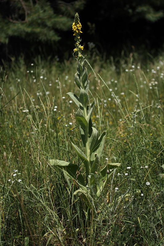 Изображение особи Verbascum densiflorum.