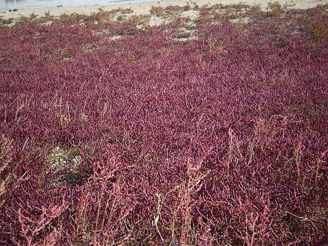 Изображение особи Salicornia perennans.