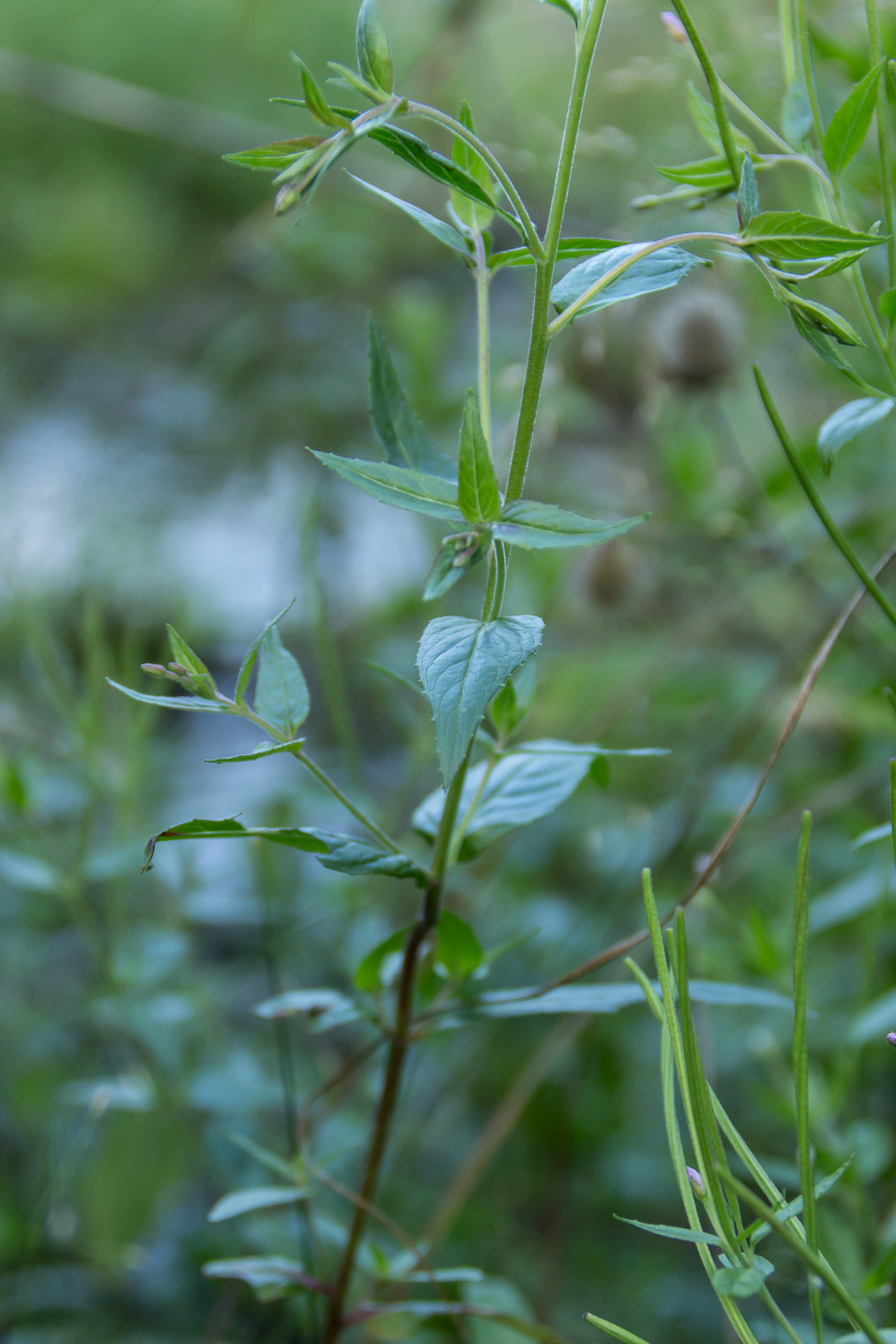 Изображение особи род Epilobium.