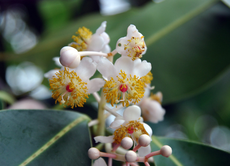 Image of Calophyllum inophyllum specimen.