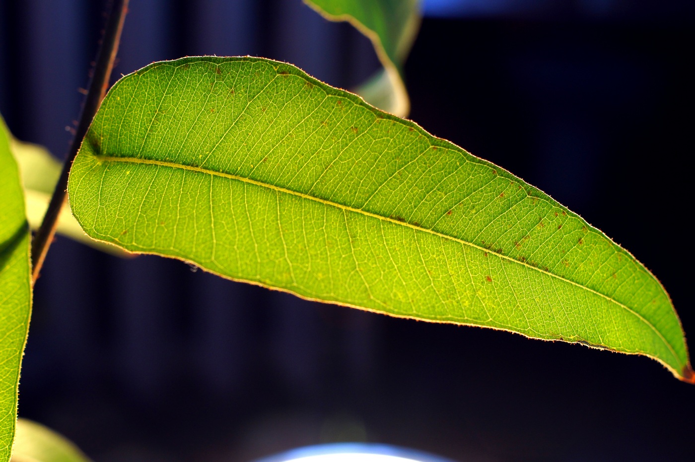 Image of Corymbia citriodora specimen.