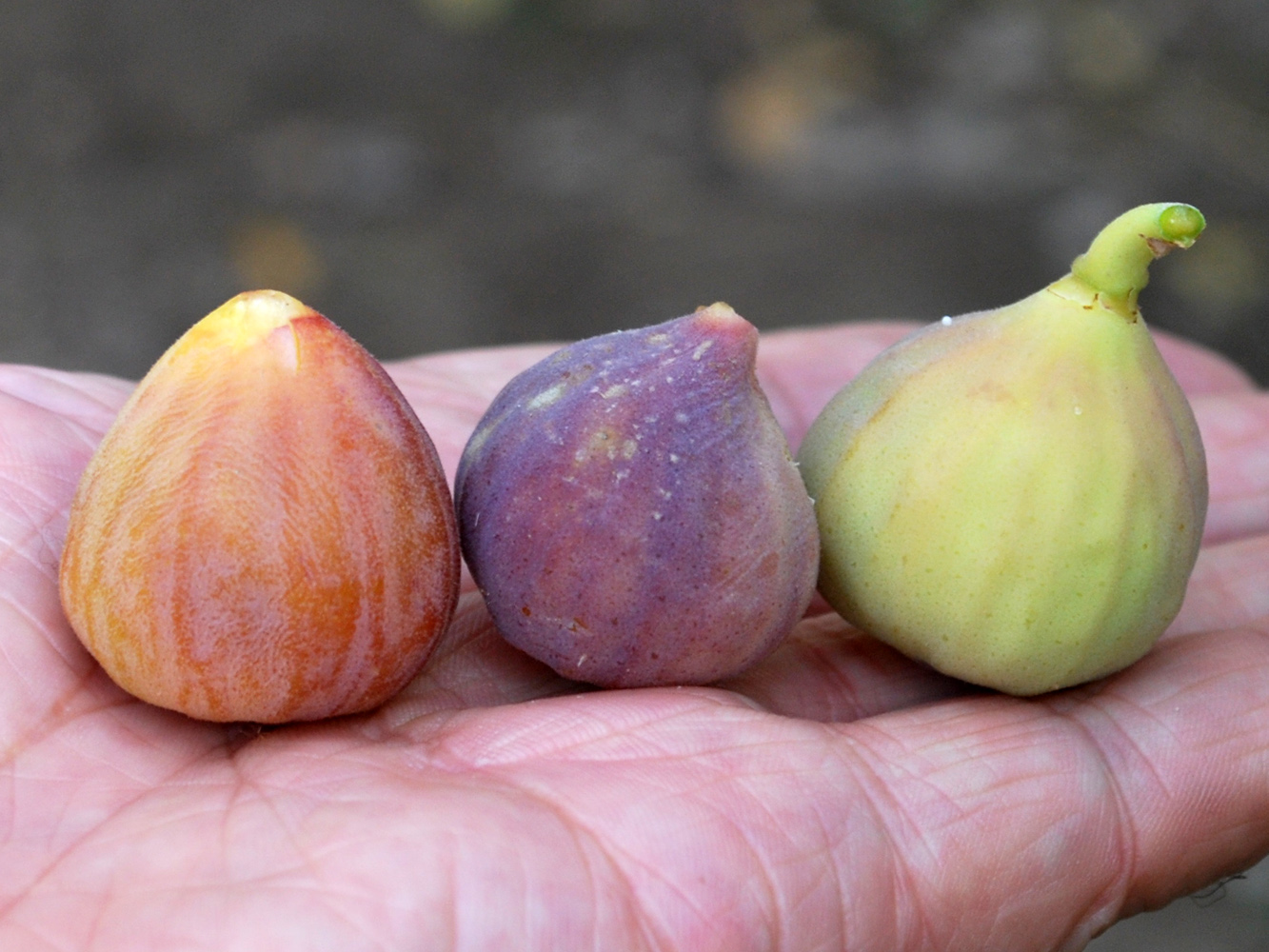 Image of Ficus carica specimen.