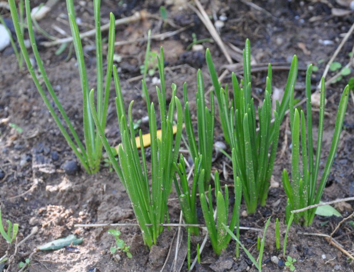 Image of genus Ornithogalum specimen.