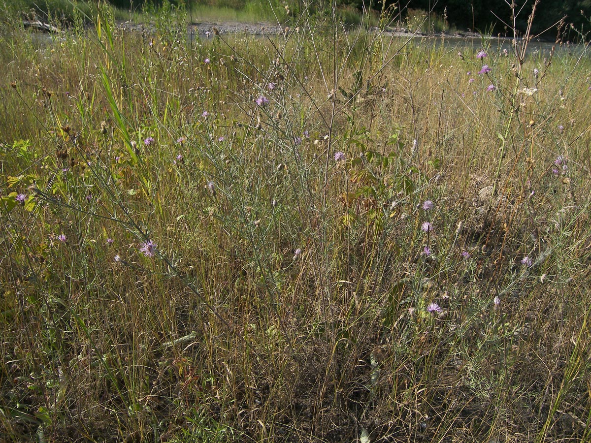Изображение особи Centaurea scripczinskyi.