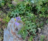 Solanum surattense