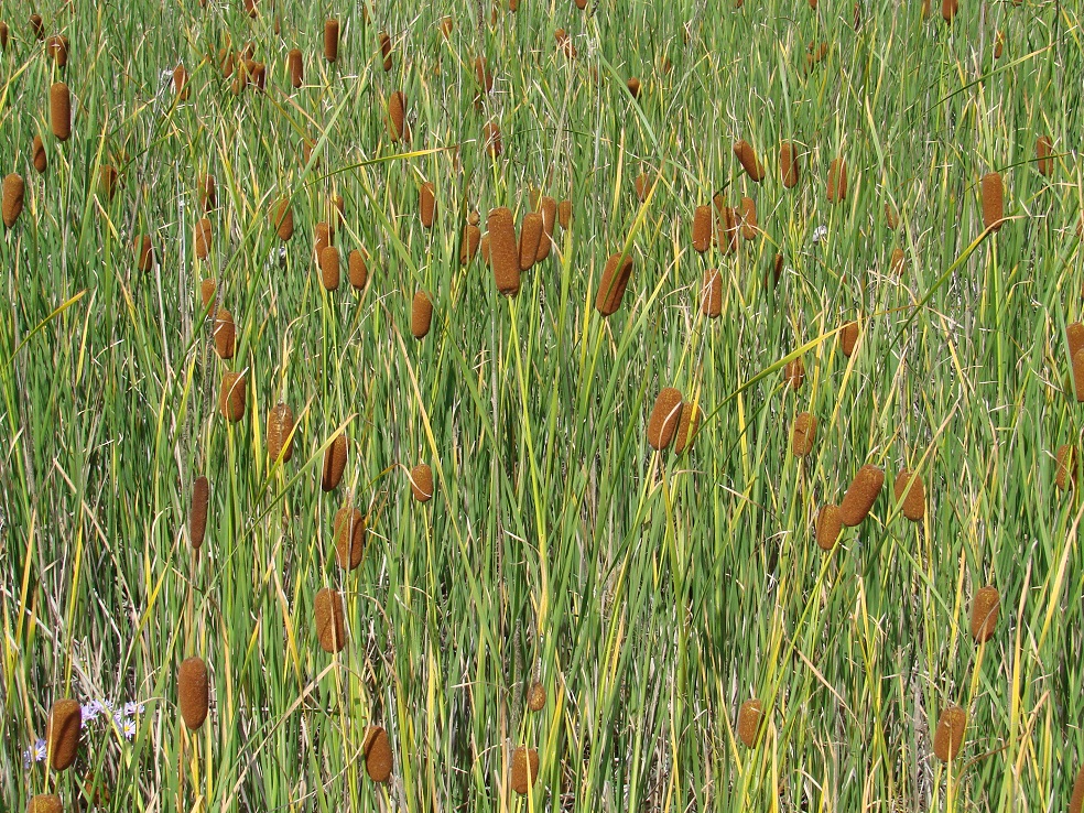 Image of Typha laxmannii specimen.