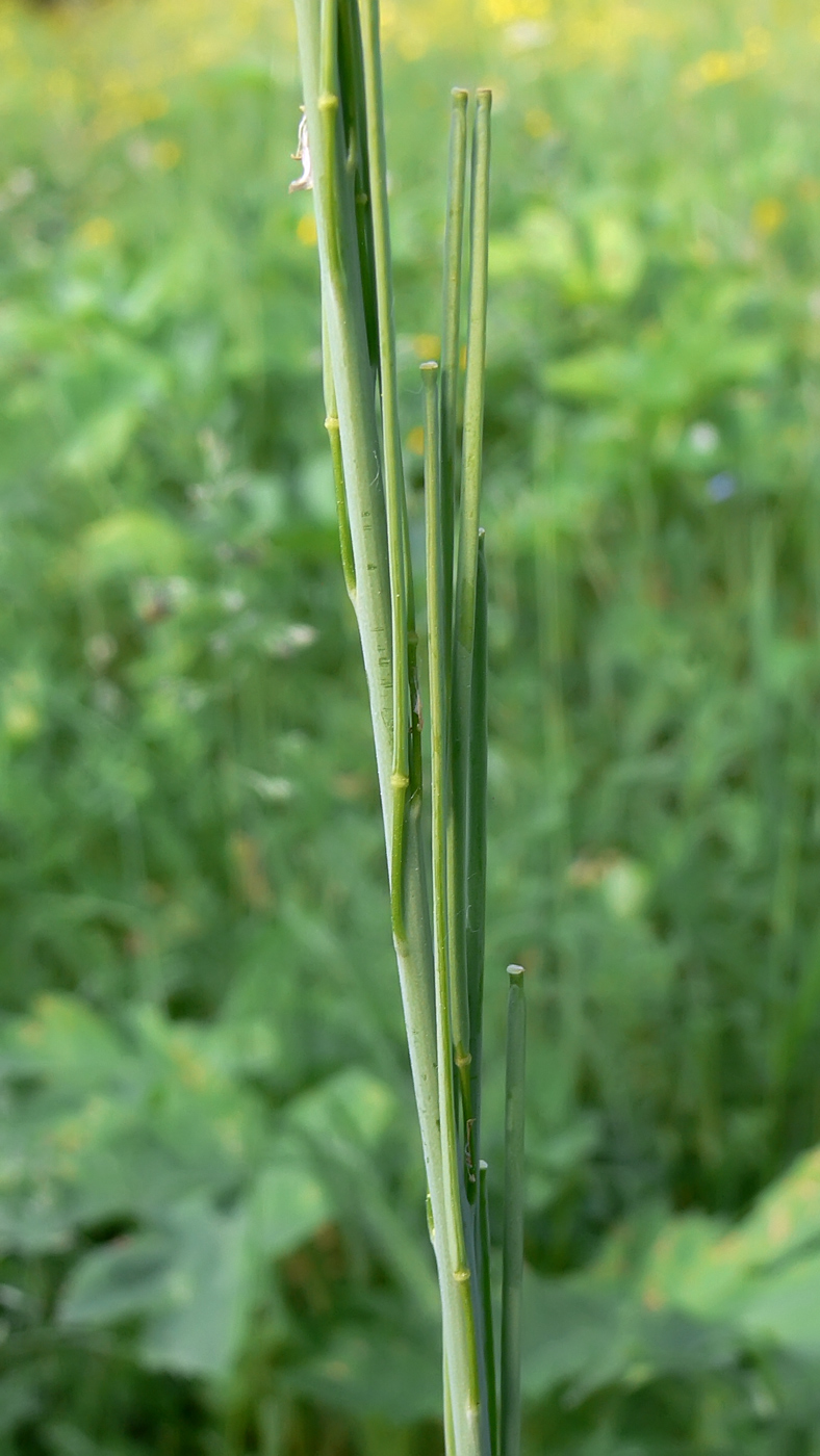 Image of Turritis glabra specimen.