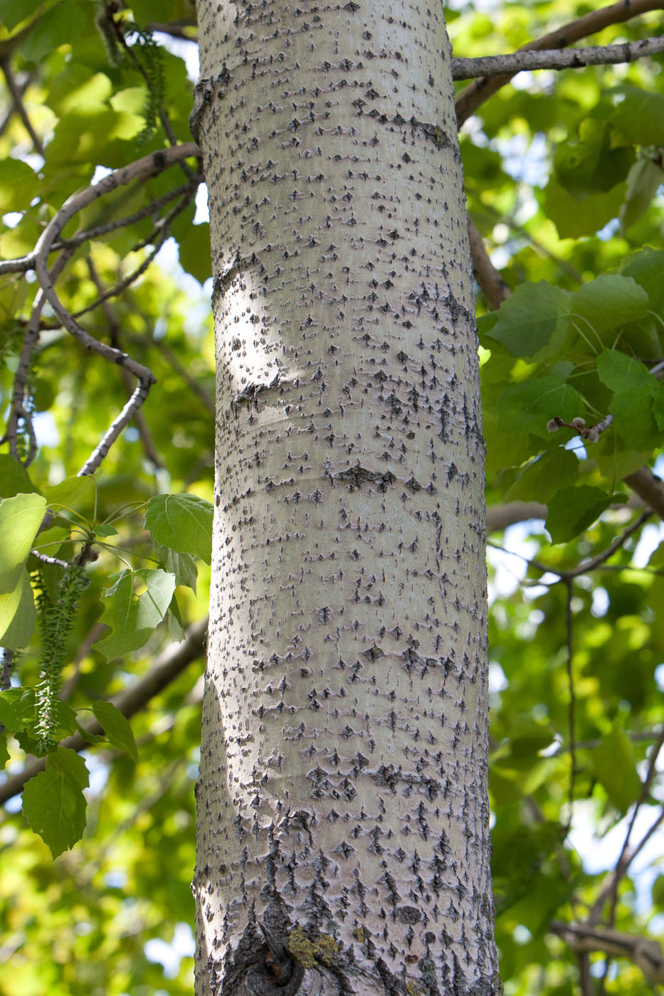 Image of Populus tremula specimen.