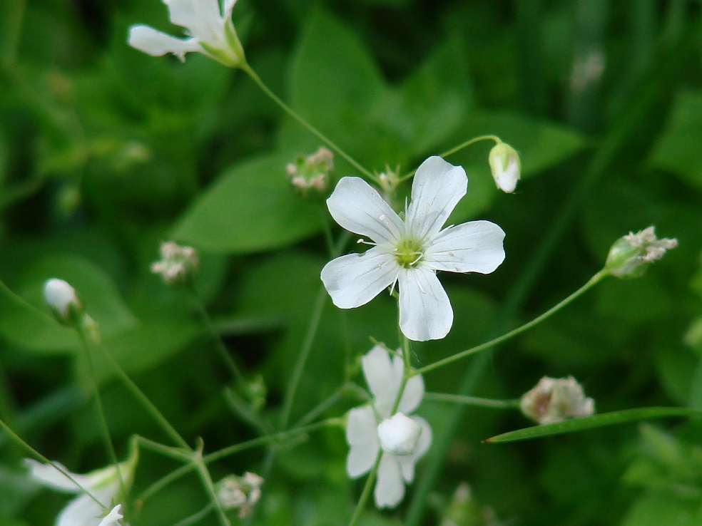 Image of Gypsophila elegans specimen.