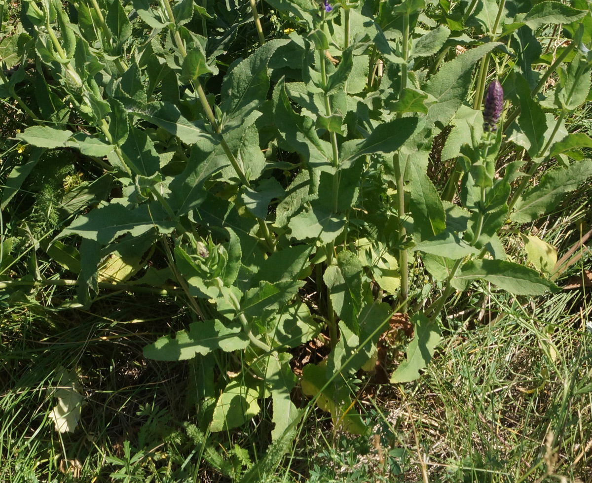 Image of Salvia deserta specimen.