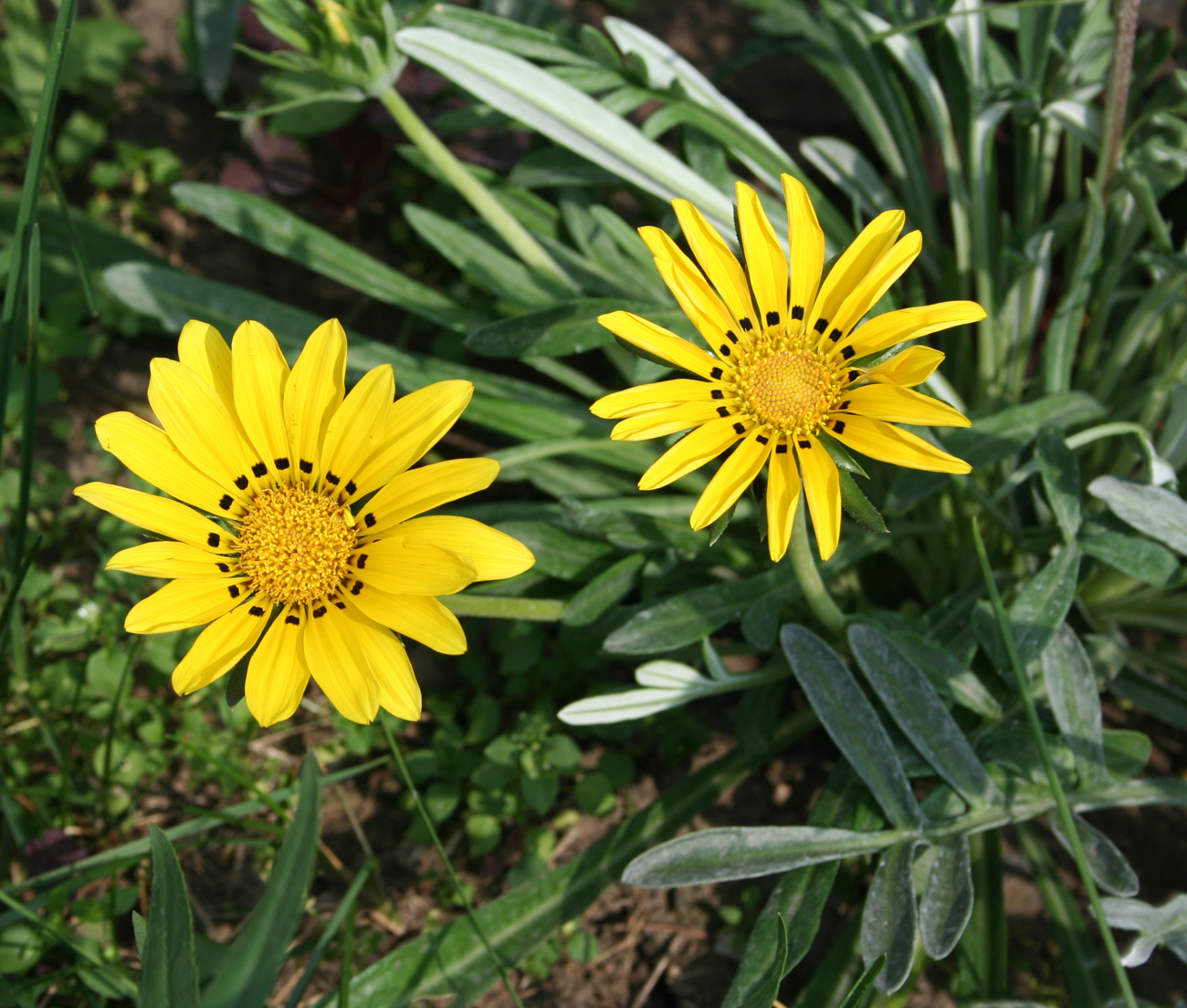 Image of genus Gazania specimen.