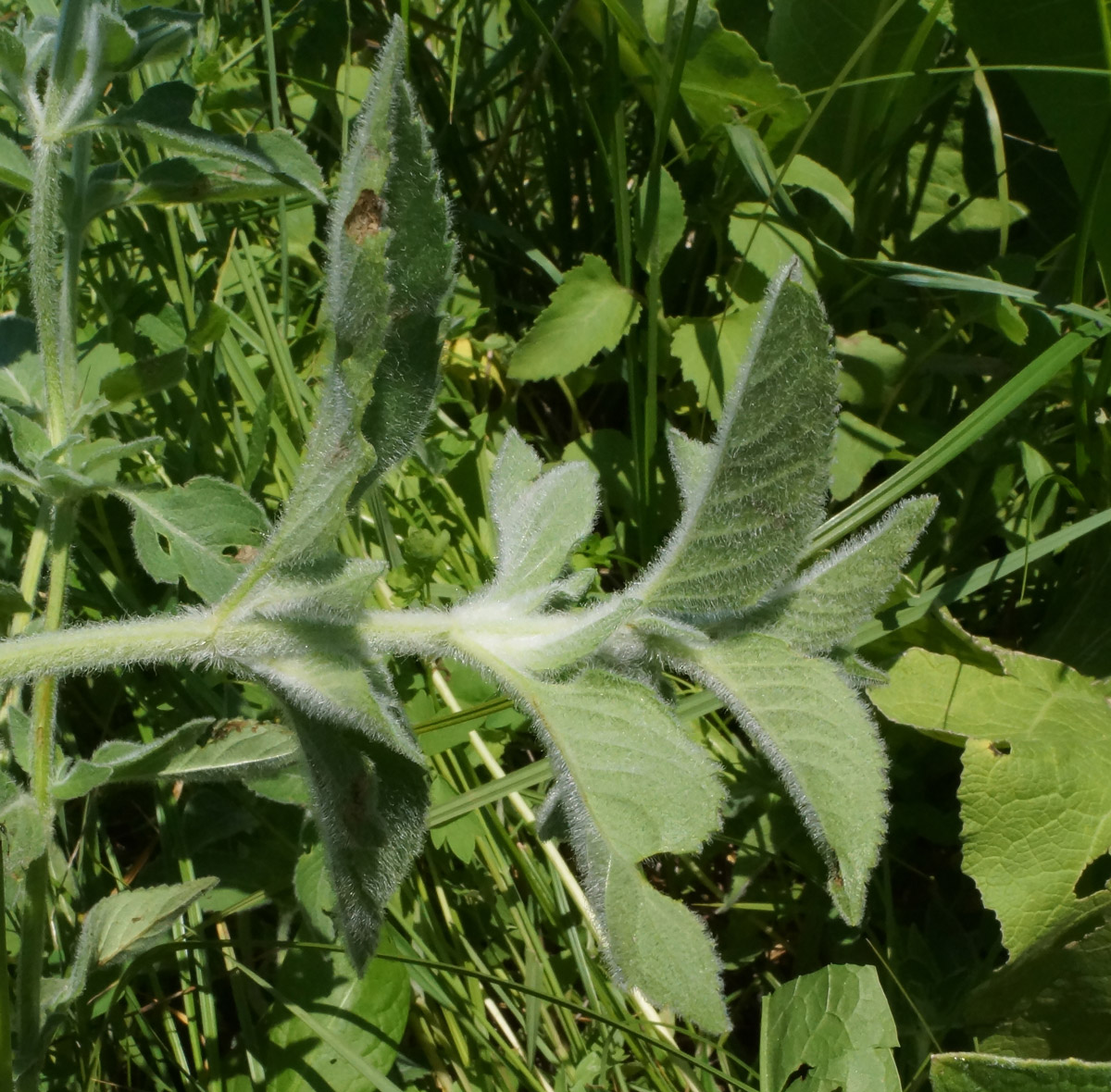 Image of Mentha asiatica specimen.