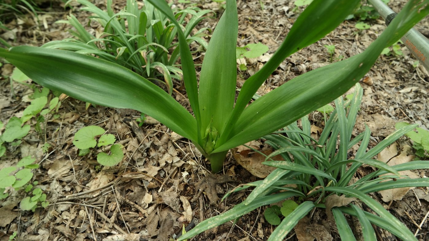 Image of Colchicum umbrosum specimen.