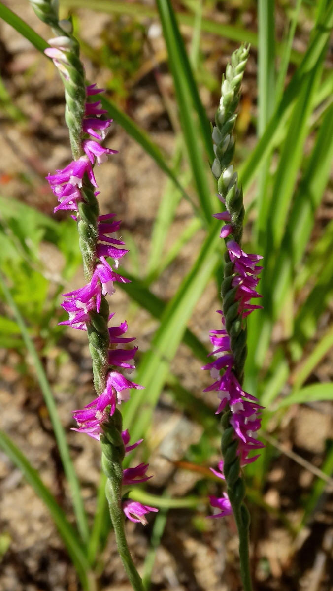 Image of Spiranthes australis specimen.