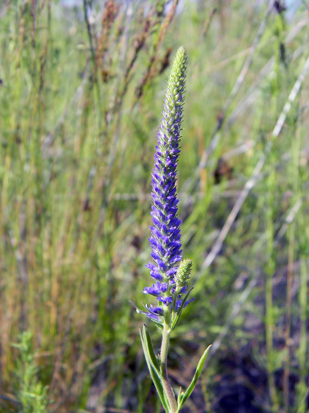 Изображение особи Veronica spicata.