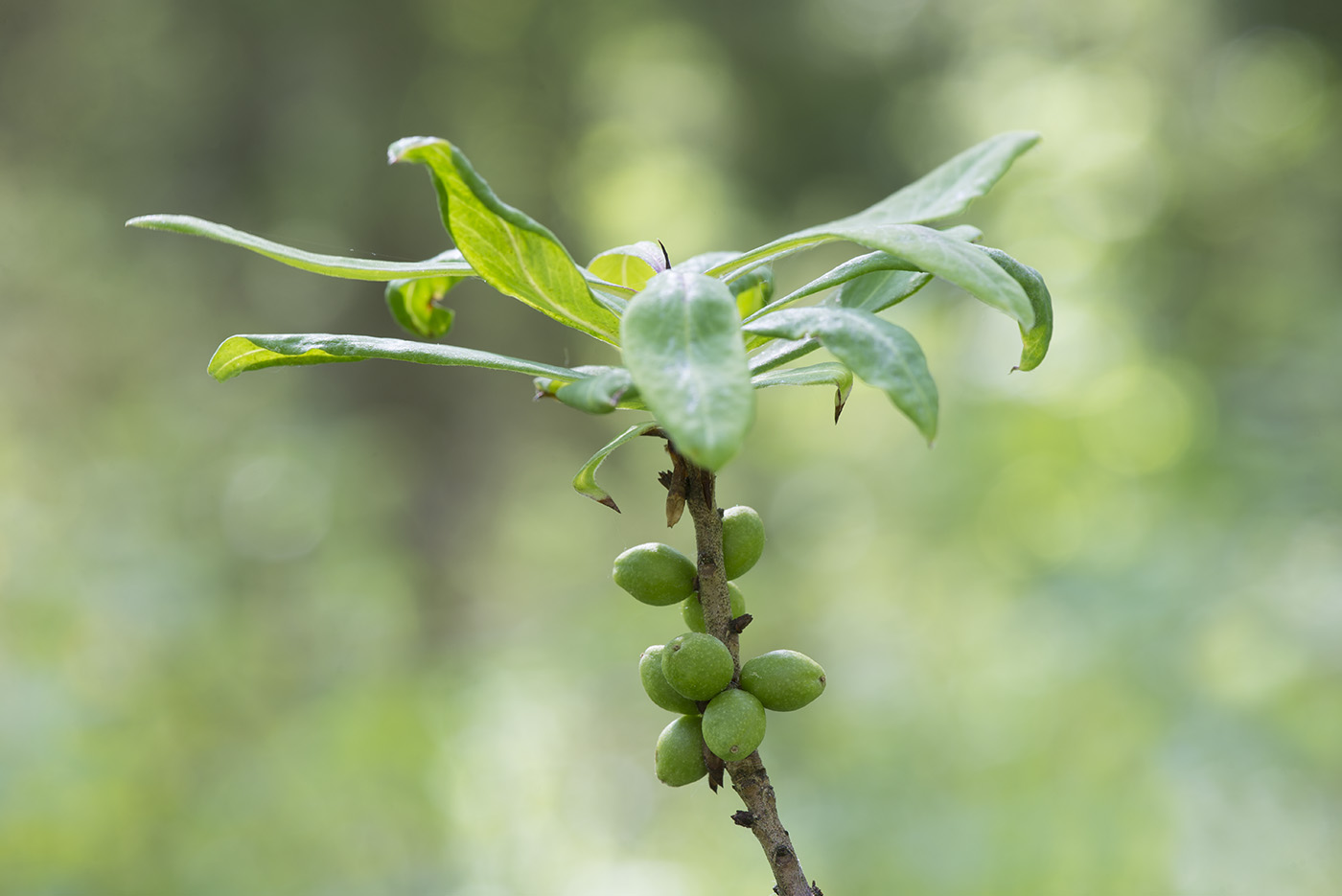 Image of Daphne mezereum specimen.