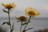 Inula britannica