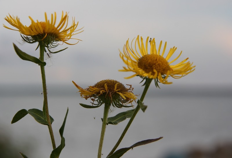 Изображение особи Inula britannica.