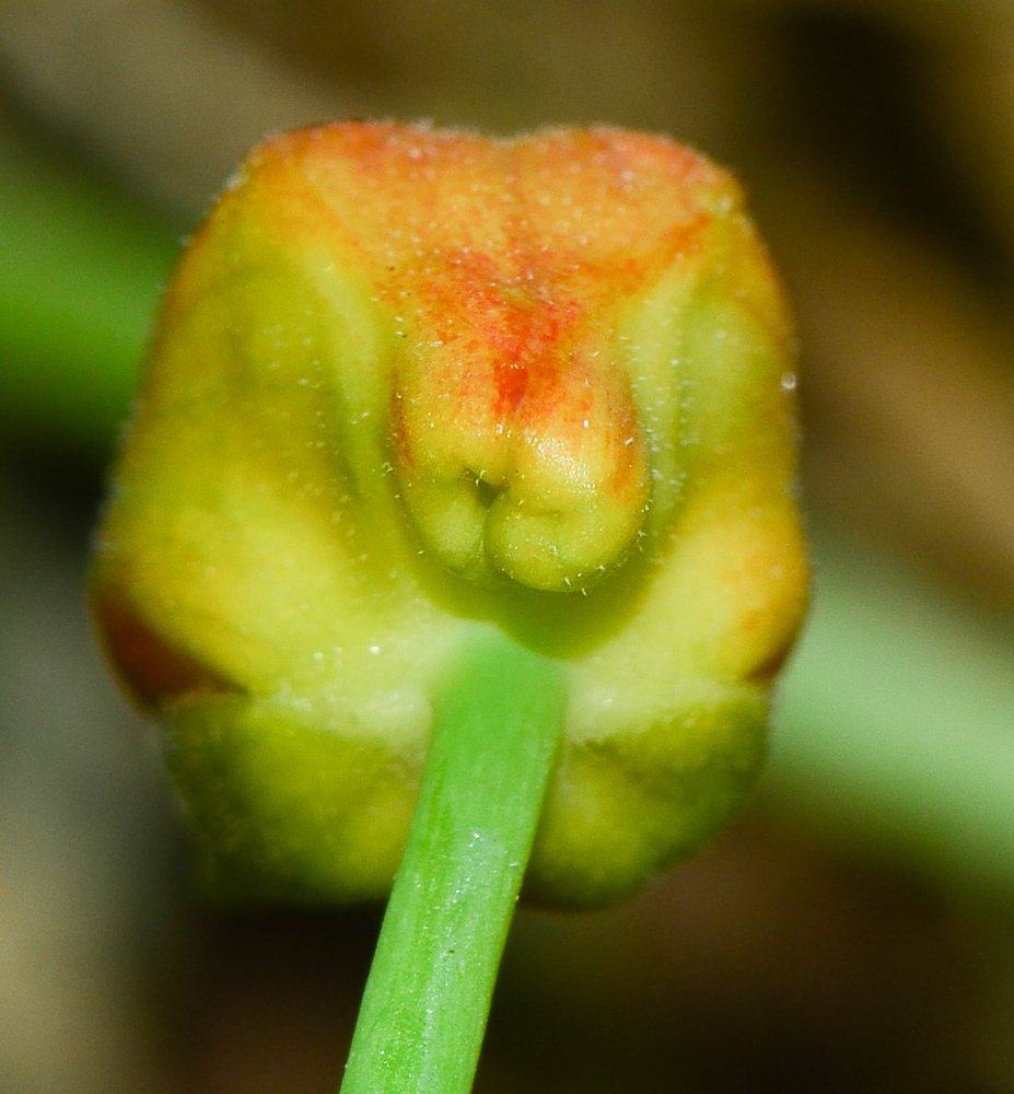 Image of Tropaeolum majus specimen.