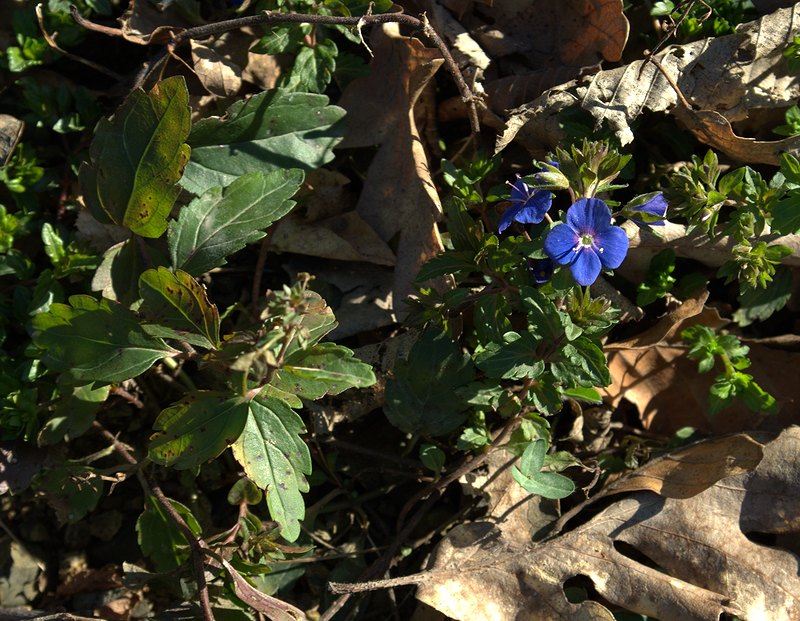 Image of Veronica umbrosa specimen.