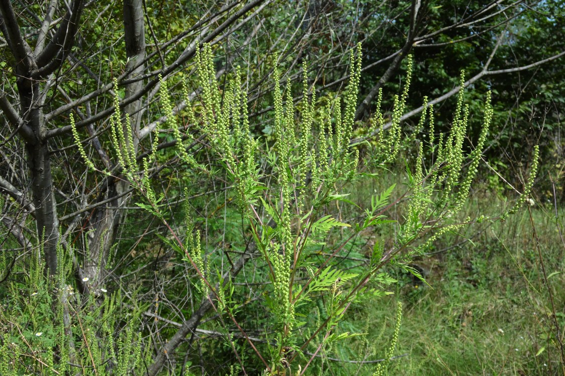 Изображение особи Ambrosia artemisiifolia.