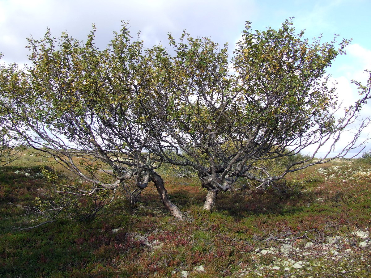 Image of Betula czerepanovii specimen.