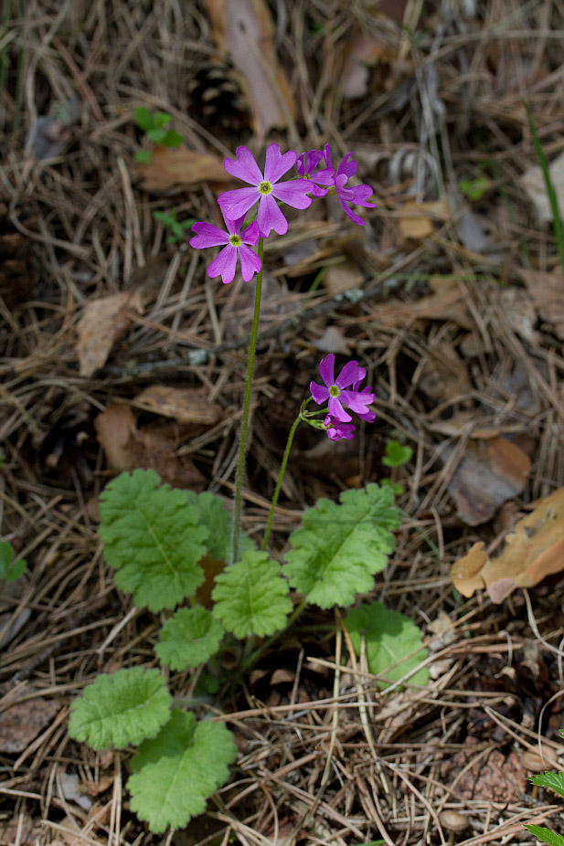 Image of Primula cortusoides specimen.