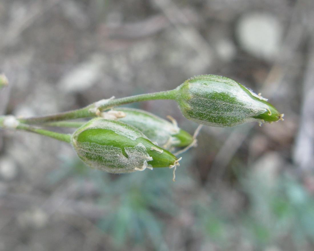 Image of Silene hellmannii specimen.