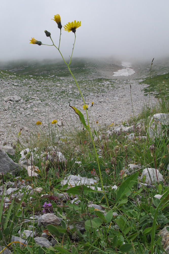 Изображение особи Hieracium macrolepis.