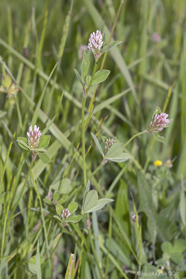 Изображение особи Trifolium striatum.