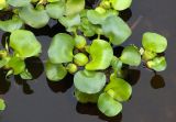 Eichhornia crassipes. Растения на поверхности воды. Владивосток, Ботанический сад. 12.09.2016.
