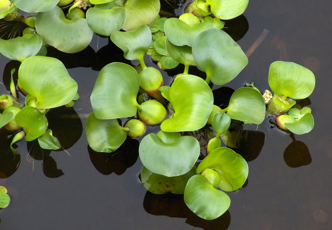 Изображение особи Eichhornia crassipes.