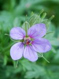 Erodium ciconium. Соцветие с цветком и бутонами. Узбекистан, г. Ташкент, Актепа Юнусабадская. 26.04.2014.