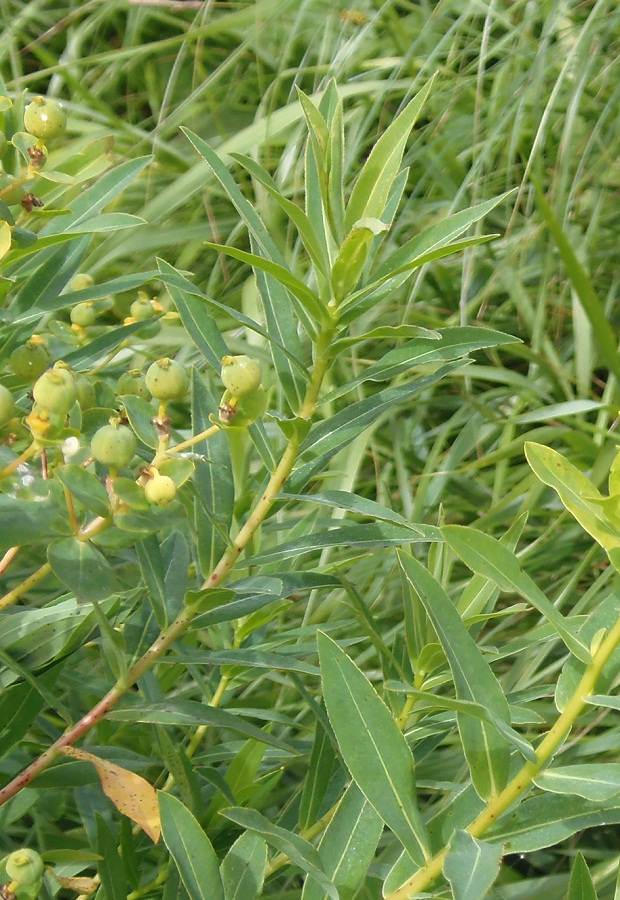 Image of Euphorbia semivillosa specimen.