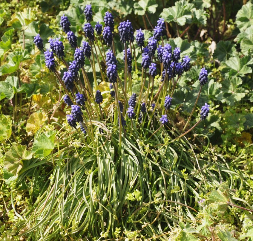 Изображение особи Muscari neglectum.