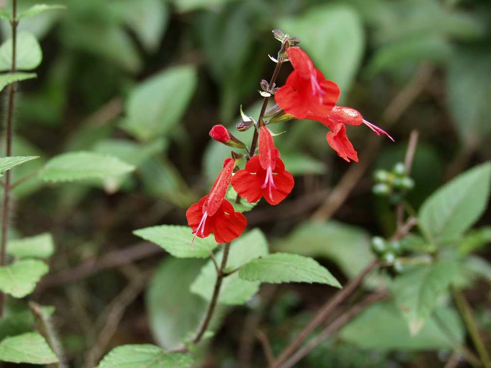 Image of Salvia coccinea specimen.