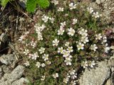 Gypsophila violacea. Цветущие и бутонизирующие растения среди камней на крутой сопке (вид сверху). Магаданская обл., Ольский р-н, Ольское побережье, распадок руч. Наледный. 15.07.2015.