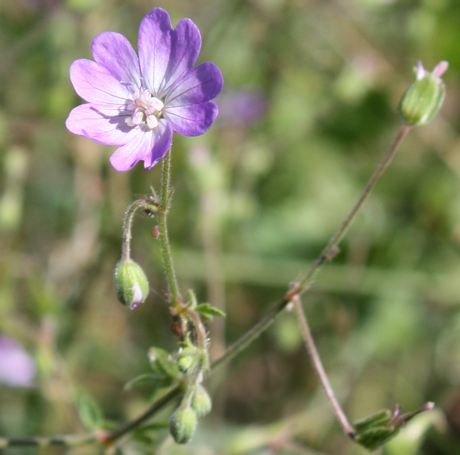 Image of Geranium pyrenaicum specimen.