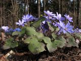 Hepatica nobilis