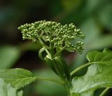 Hydrangea petiolaris