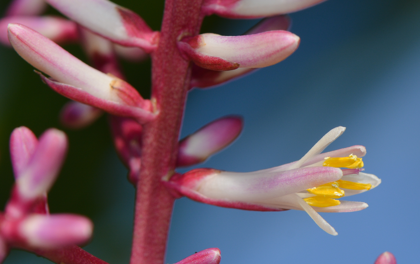 Image of Cordyline fruticosa specimen.