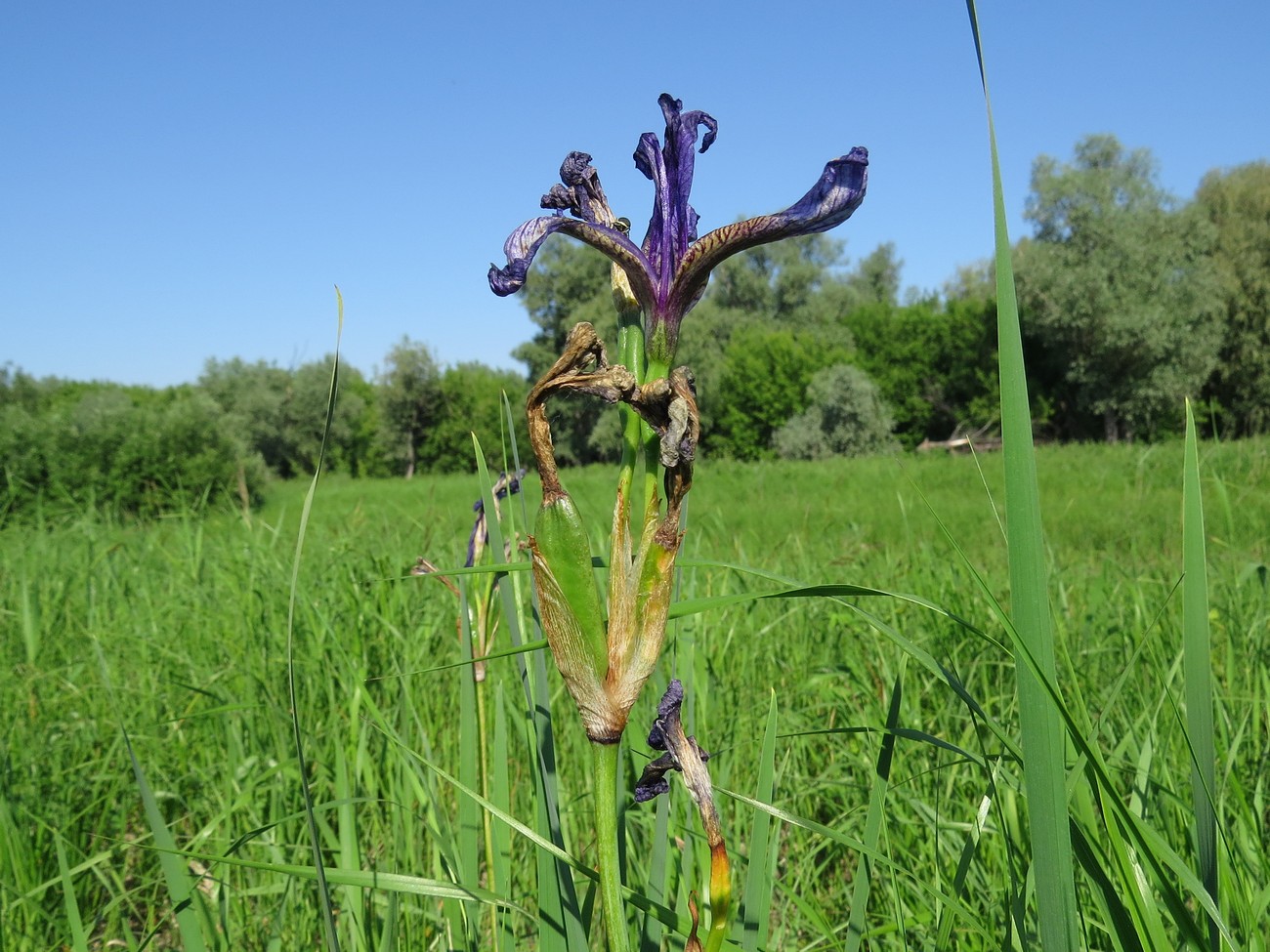 Изображение особи Iris sibirica.