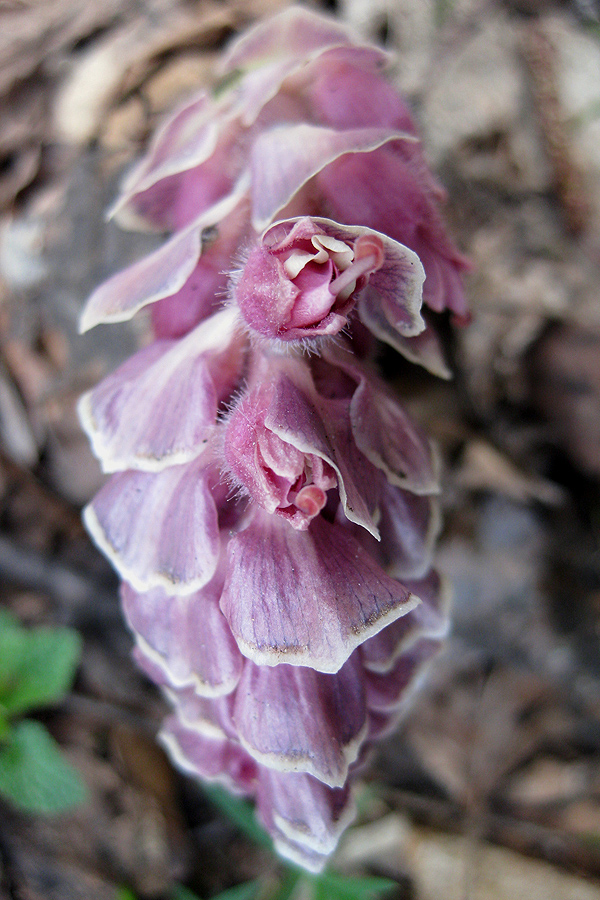 Image of Lathraea squamaria specimen.