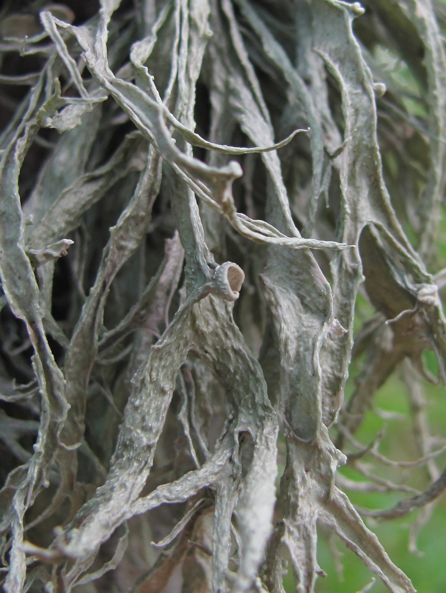 Image of genus Ramalina specimen.